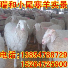 小尾寒羊是羊中之王养羊就养小尾寒羊，个体大繁殖率高