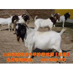 纯种小尾寒羊 波尔山羊养殖基地供应最新肉羊价格