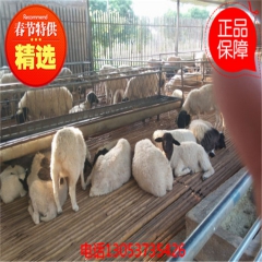 供应纯种杜泊羊 小尾寒羊 小尾寒羊适宜养殖 养羊基地
