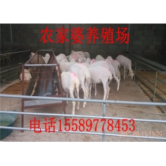 小尾寒羊 小羊羔质优价廉 小尾寒羊养殖场供应