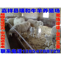 小尾寒羊多胎羊中国有人住的地方就有山东的小尾寒羊