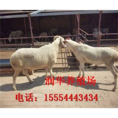 吉林延边出售小尾寒羊，小尾寒羊长势快小尾寒羊品种好