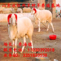小尾寒羊养殖场 直销小尾寒羊 小尾寒羊羊羔 改良小尾寒羊价格
