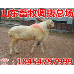 山东小尾寒羊 波尔山羊 小尾寒羊价格 小尾寒羊羊羔养殖场