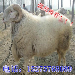 山东波尔山羊基地哪家品种好-小尾寒羊 每只羊投资在多少？