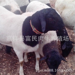出售优良肉羊   小尾寒羊  波尔山羊  杜泊羊   免费运...