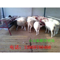 供应 优质小尾寒羊 杜泊绵羊 羊羔 种羊 大母羊欢迎来电洽谈