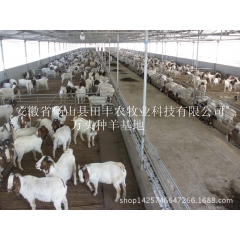 养殖场低价批发 山羊羔 波尔山湖羊 纯种小尾寒羊 新鲜杜泊羊...