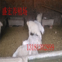 小尾寒羊种羊多少钱 小尾寒羊的价钱 种羊小尾寒羊