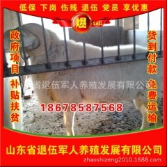 专业批发纯种小尾寒羊 高品质小尾寒羊 纯种小尾寒羊养殖基地