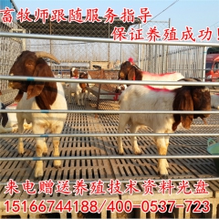 纯种小尾寒羊 白山羊价格  山东山羊养殖基地供应白山羊