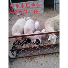 供应纯种小尾寒羊 纯天然放养散养肉羊价格 小尾寒羊多胎羊哪里...