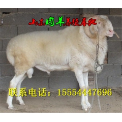 常年出售山东大型牛羊养殖场 提供 波尔 小尾寒羊 黑山羊 种...