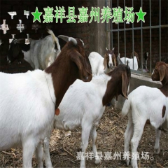 |b6/6L3养殖场 纯种波尔山羊 小尾寒羊 杜泊绵羊种母羊...