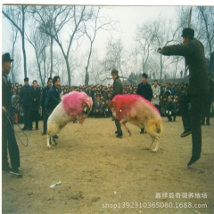 小尾寒羊 涨势如何 小尾寒羊种公羊 种羊 贵州适合养殖小尾寒...