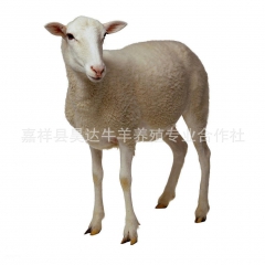 新疆养羊场 销售小尾寒羊 肉羊种羊 免费运输