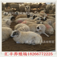 40-50斤的小尾寒羊 小尾寒羊多少钱斤