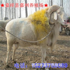小尾寒羊养殖场急售种羊小尾寒羊 纯种小尾寒羊羊羔价格