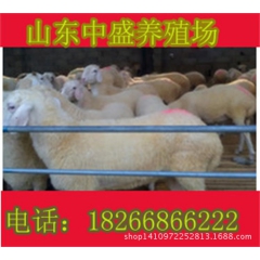 现代化种羊养殖场直销小尾寒羊 小尾寒羊一只有多重