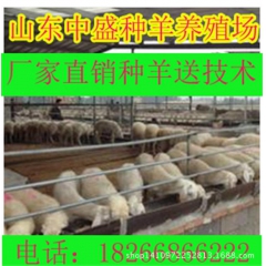 厂家出售优质小尾寒羊羊羔 | 山东小尾寒羊 | 小尾寒羊杂交