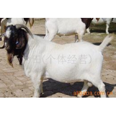 供应肉羊 小尾寒羊 波尔山羊 量大免费送货