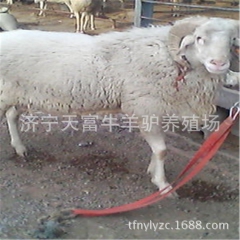 小尾寒羊