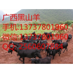 四川黑山羊,小尾寒羊,黑山羊,白山羊,波尔山羊,湖羊,绵羊