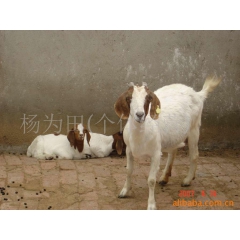 波尔山羊种羊 杂交波尔山羊 育肥羊 小尾寒羊 斗羊