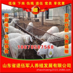 低价销售小尾寒羊 长期供应现货小尾寒羊 优质品种小尾寒羊