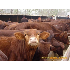 肉牛,小尾寒羊,种羊,山东优质肉牛,山东肉牛养殖场