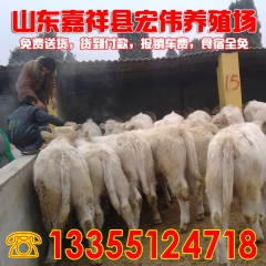 15年山东大地牧业向江西景德镇急售500头小尾寒羊