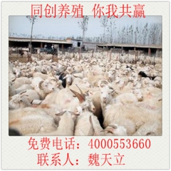 四川纯种小尾寒羊羔养殖 成都小尾寒羊 贵州杜泊绵羊价格 育肥...