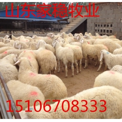 湖南小尾寒羊专业圈养 放养饲养管理技术 育肥羊 种羊价格表