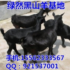 2016年肉羊价格 黑山羊 波尔山羊育肥羊 肉羊养殖场
