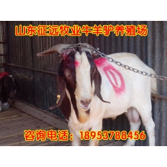 【江西养羊场】出售 波尔山羊育肥羊 育肥羊苗【日增重5-7两...