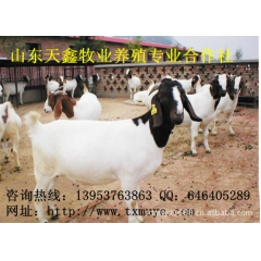 山东波尔山羊 波尔山羊公羊价格  波尔山羊育肥羊