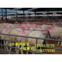 最新改良小尾寒羊价格 今日如何圈养育肥羊 波尔山羊