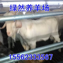 黑山羊肉羊 育肥羊 小尾寒羊 波尔山羊成年羊价位