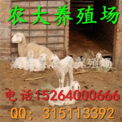 农大小尾寒羊羊羔 波尔山羊养殖场 育肥羊 出肉高 效益好