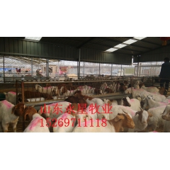 低价处理一批小尾寒羊肉羊 育肥羊 怀孕母羊 量大免费运输
