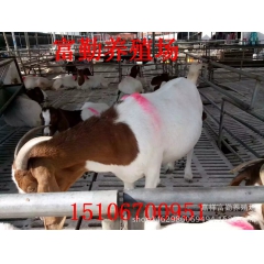 肉羊场供应标准育肥羊 纯种波尔山羊羊羔 品优价廉 欢迎订购