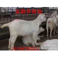 白山羊繁殖场供应白山羊 育肥羊 羊糕 30----60斤适合...