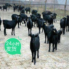 黑山羊最新价格 黑山羊怀孕母羊养殖效益分析 种羊 肉羊育肥羊