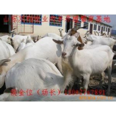 优质育肥肉羊白山羊 纯种小白羊 改良杂交育肥羊 繁殖母羊 种...