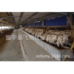 江苏徐州出售育肥羊，湖羊，湖羊批发，育肥羊批发