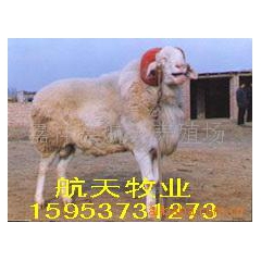 山东航天牧业羊羔 绵羊 山羊 小羊 育肥羊