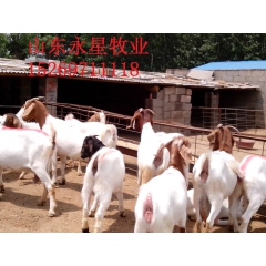 小尾寒羊育肥羊 种羊价格 山东农收肉羊养殖场