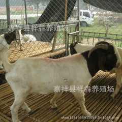 祥犇养殖场急售大量30--80斤的波尔山羊 育肥羊