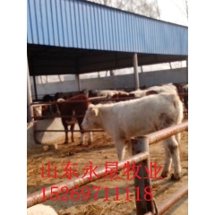 育肥羊 繁殖羊价格 纯种羊 肉羊种羊 山东农收养殖场