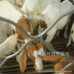供应 波尔山羊 羊苗 青年羊 育肥羊